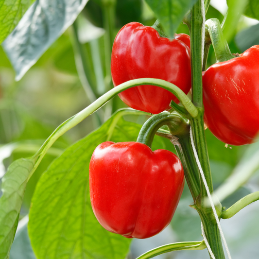 Big Red Bell Pepper Seeds